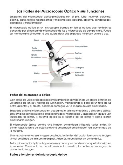 Partes Del Microscopio Optico Y Sus Funciones Pdf Óptica Microscopio