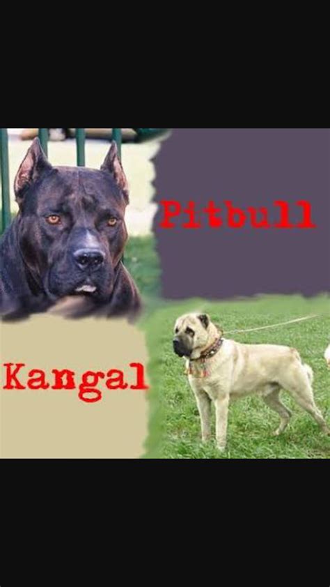 sivas kangal vs pitbull - uludağ sözlük galeri