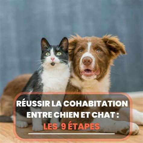 Réussir la Cohabitation entre Chien et Chat Les 9 étapes