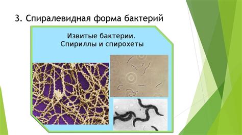 Морфология, систематика и физиология микроорганизмов - презентация онлайн