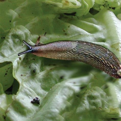 NEMAslug Slug Killer | Effective Biological Slug Control