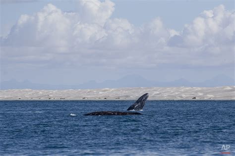 Mexico's protected conservation — AP Photos