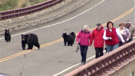 780 Pound Black Bear Killed By Hunter Cnn Video