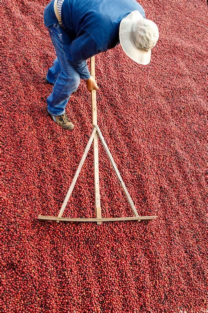 Granos De Caf Secado Al Sol Cafetales En Finca Cafetalera Foto Premium