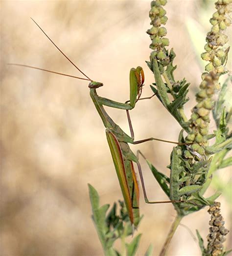 Tenodera Sinensis