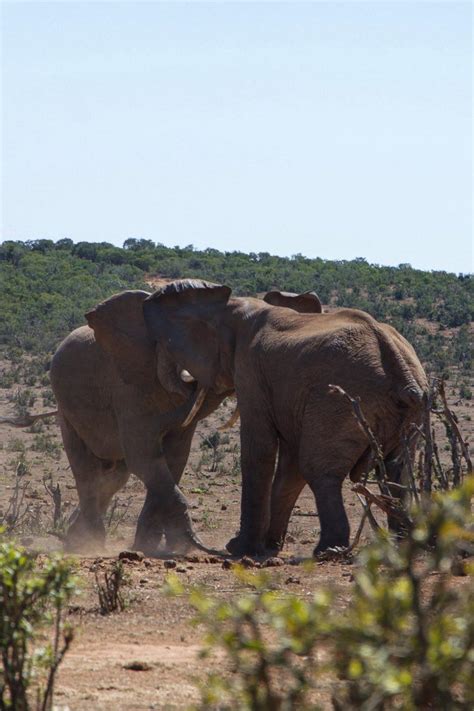 Addo Elephant National Park - Complete Visitors Guide