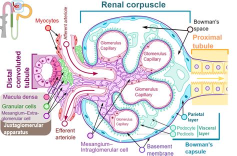 Histology Nephron Statpearls Ncbi Bookshelf