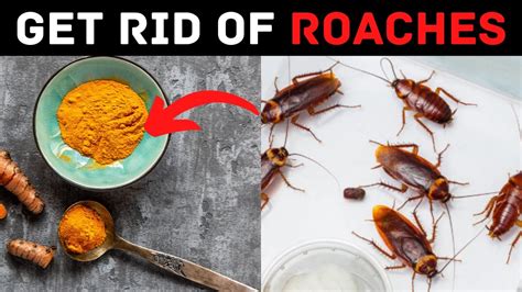 How To Get Rid Of Roaches In House Fast Youtube