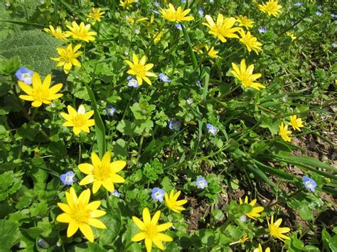 Buttercup Ranunculus Hagearbeider