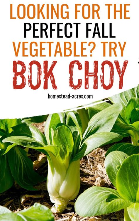 Bok Choy How To Grow Reumvegetable