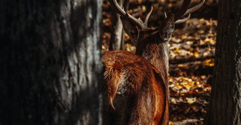 Close-up of a Deer with Huge Antlers · Free Stock Photo