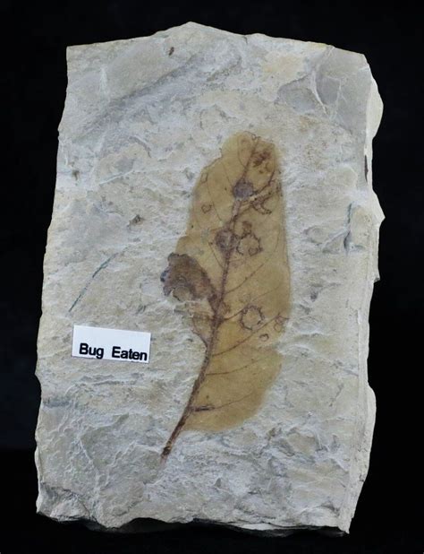 Highly Detailed Mimosite Coloradensis Fossil Plant Leaf 56 Million