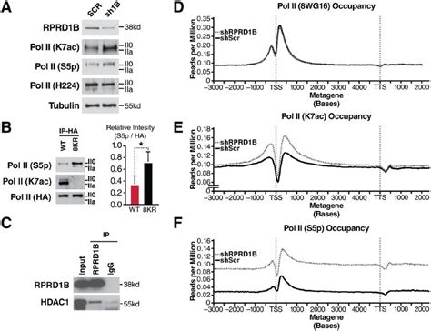 Nih3t3 Atcc Cells Atcc Bioz