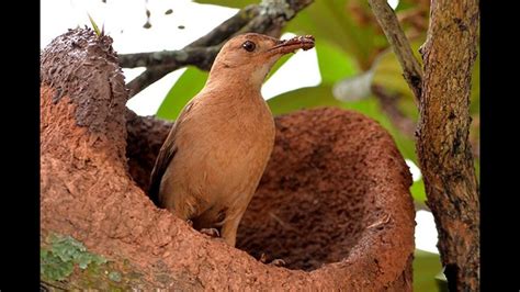 João de Barro Rufous hornero Furnarius rufus