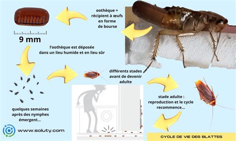 La poche d œufs chez la blatte loothèque SOLUTY