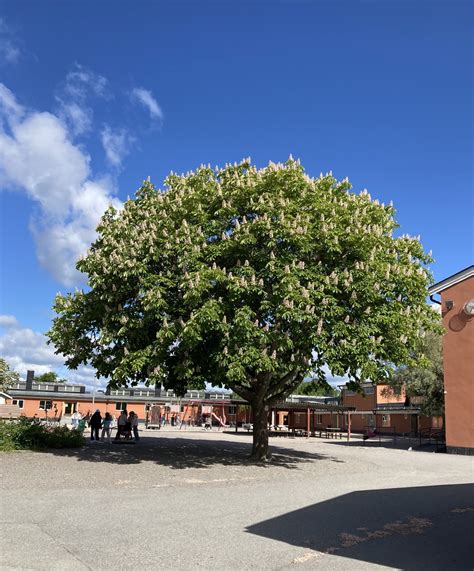 Skolbanken · Mall Pedagogisk Planering S T Pers Skolas Fritidshem