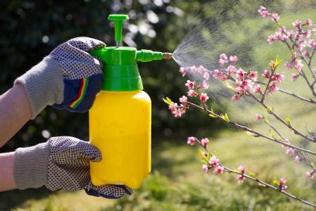 C Mo Hacer Tus Propios Insecticidas Caseros Para Plantas Recetas