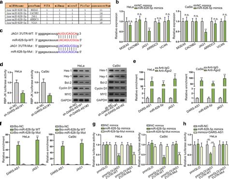 Dars As1 Modulates Jag1 To Activate Notch Pathway By Binding With