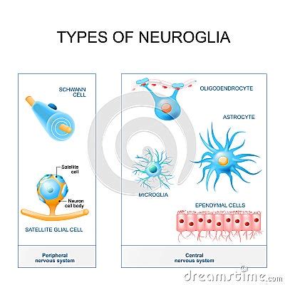 Types Of Neuroglia. Cartoon Vector | CartoonDealer.com #102430985