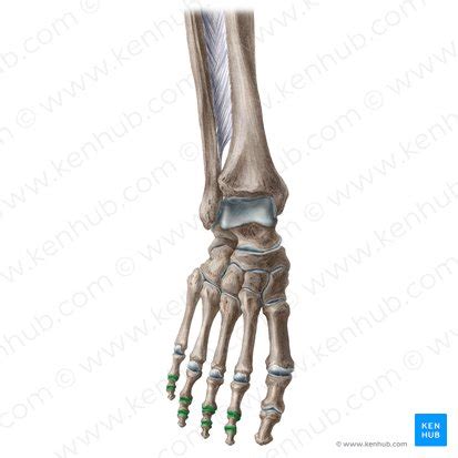 Interphalangeal joints of the foot: Anatomy and function | Kenhub