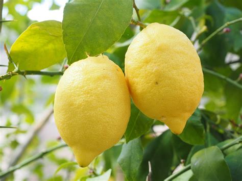 20 Varieties And Types Of Lemons From All Over The World MORFLORA