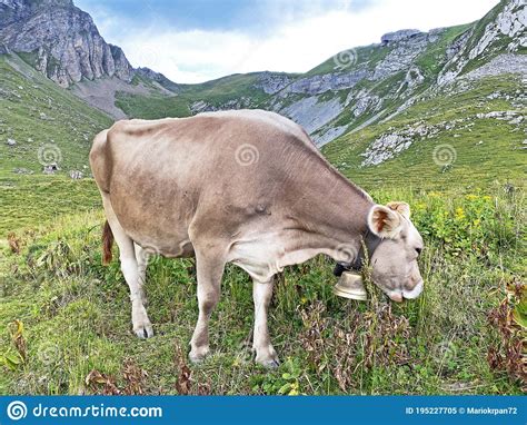 Vacas En Los Prados Y Pastos En Las Laderas Del Valle Alpino Melchtal Y