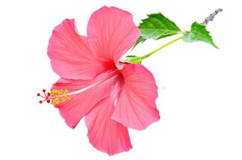 Flor Del Hibisco Aislada En El Fondo Blanco Espacio Libre Para El Tex