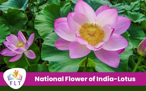 Essay On National Flower Of India Lotus In Lotus Plant Sacred