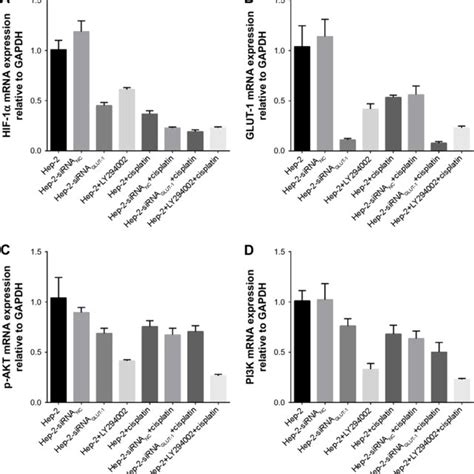 Effects Of Sirna Glut And Ly On Glut P Akt Pi K And Hif