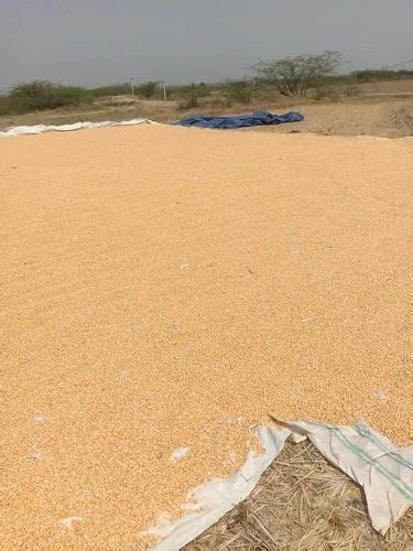 Yellow Dry Maize At Rs 2300 Quintal Akkireddipalem Visakhapatnam