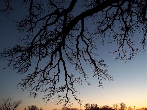 Fotos Gratis Rbol Naturaleza Rama Silueta Nube Planta Cielo