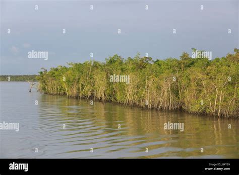 World Largest Mangrove Forest Sundarbans Famous For The Royal Bengal