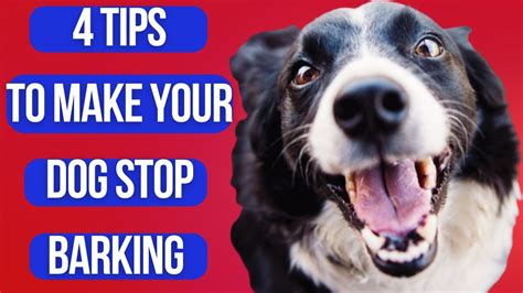 🔴 4 Tips To Make Your Dog Stop Barking┃ How To Train A Dog To Stop