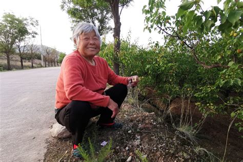 农村7旬大妈坐在路边当保安，杏树林值班9小时，天黑才回家 大娘