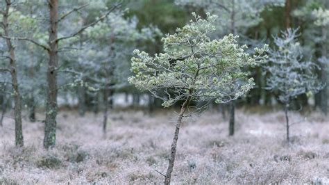 Scots Pine Pinus Sylvestris British Trees Woodland Trust