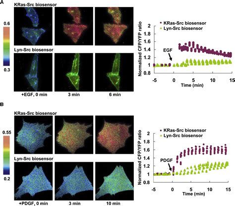 Visualization Of Src Activity At Different Compartments Of The Plasma