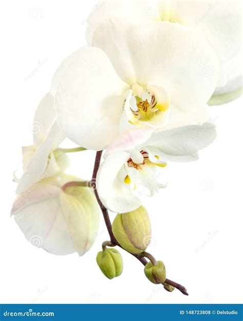 Close Up Of A White Phalaenopsis Orchid In Isolated On White Stock