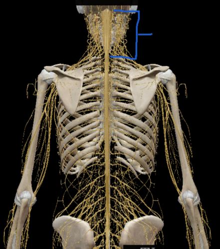 Spinal Cord Flashcards Quizlet