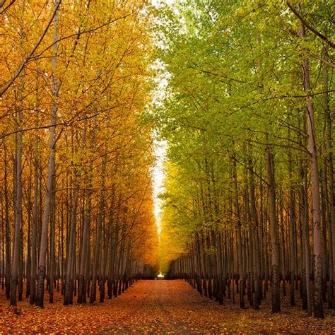 Boardman Tree Farm In Oregon Usa Amusing Planet