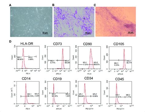 Characterization Of HucMSCs A Phase Contrast Picture Of Confluent