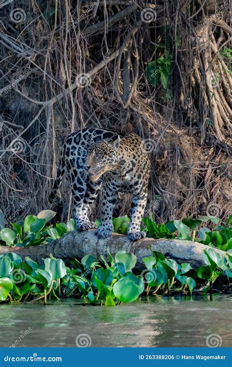 Jaguar searching for prey stock photo. Image of feline - 263388206