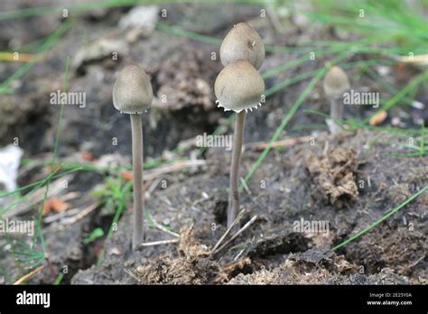 Panaeolus Papilionaceus Petticoat Mottlegill A Dung Mushroom From