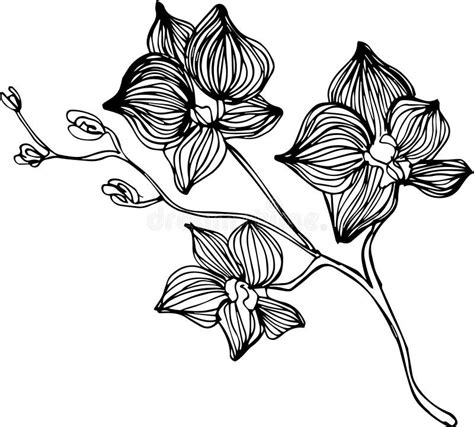 Orchids Line Art Stock Illustrations 475 Orchids Line Art Stock