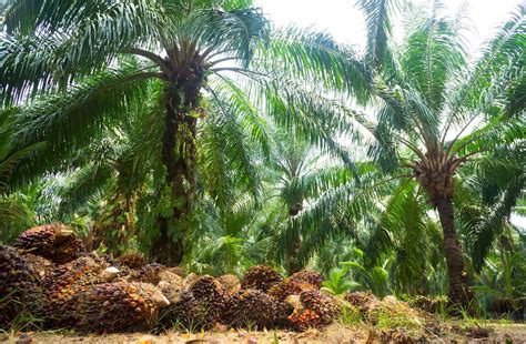 Empowering Oil Palm Farmers Sustainable Solutions For Yield