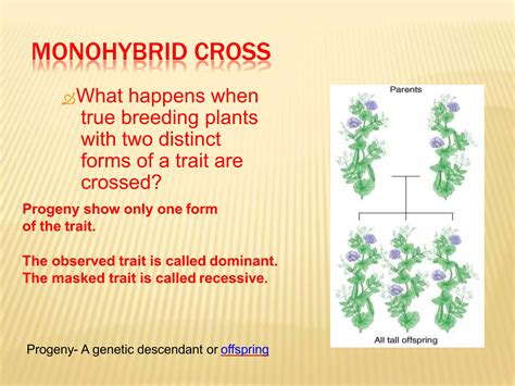 Mendels Laws Of Inheritance Ppt