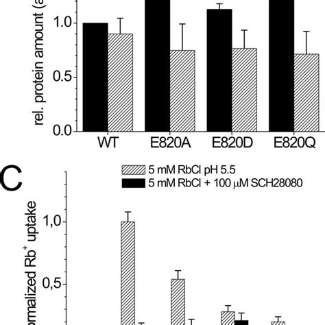 Cell Surface Expression And Rb Uptake Of Xenopus Oocytes Expressing