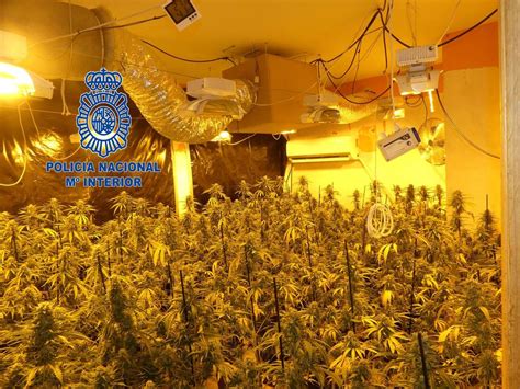 Desmantelan Una Plantaci N De Marihuana Escondida En Una Vivienda De