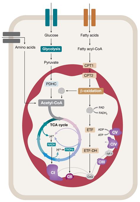 Ijms Free Full Text Mitochondrial Oxphos Biogenesis Co Regulation