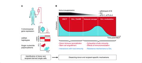 Lineage Tracing In The Context Of Allogeneic Hematopoietic Stem Cell Download Scientific