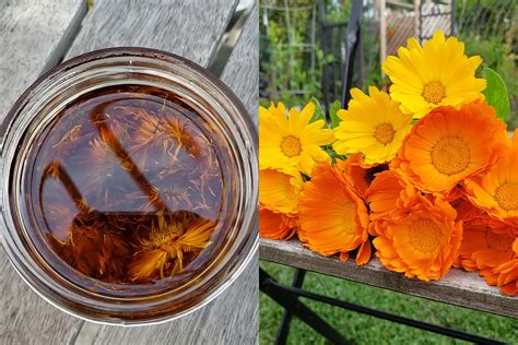 How To Make Calendula Infused Oil